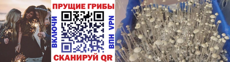 Псилоцибиновые грибы Cubensis как найти наркотики Наволоки
